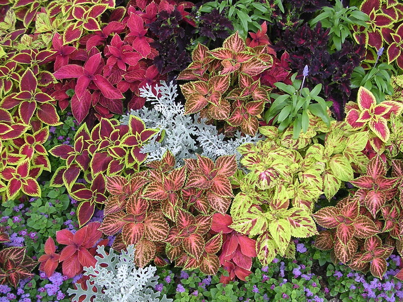 Colorful coleus plants in garden