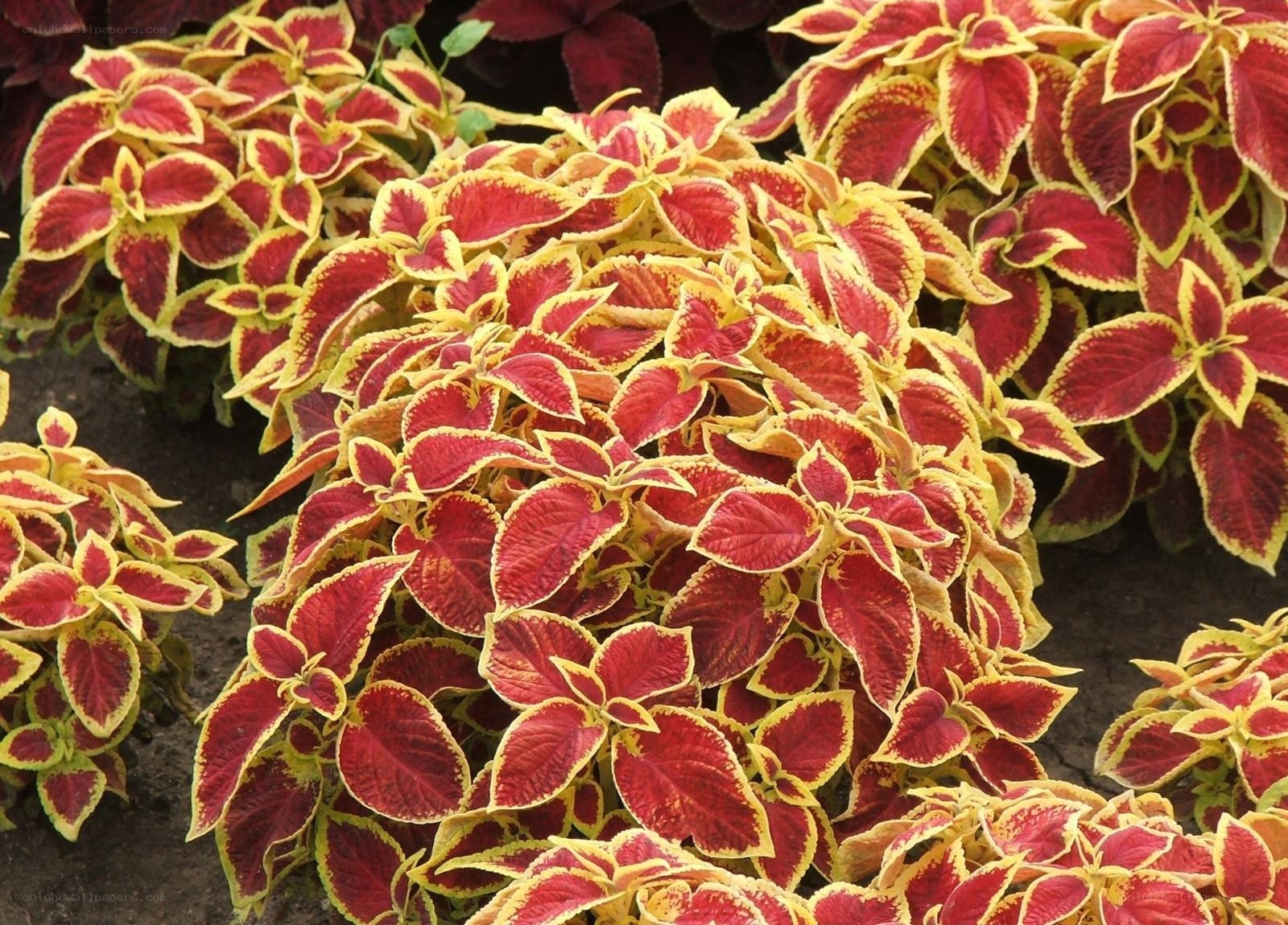 colorful coleus plants