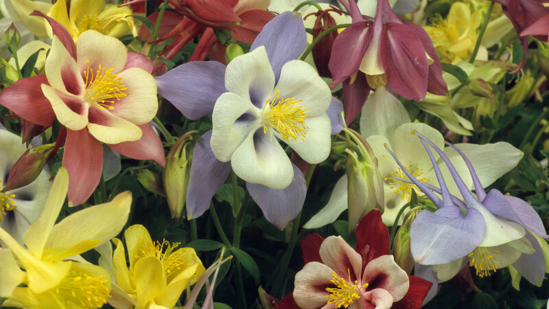 Colorful columbine flowers