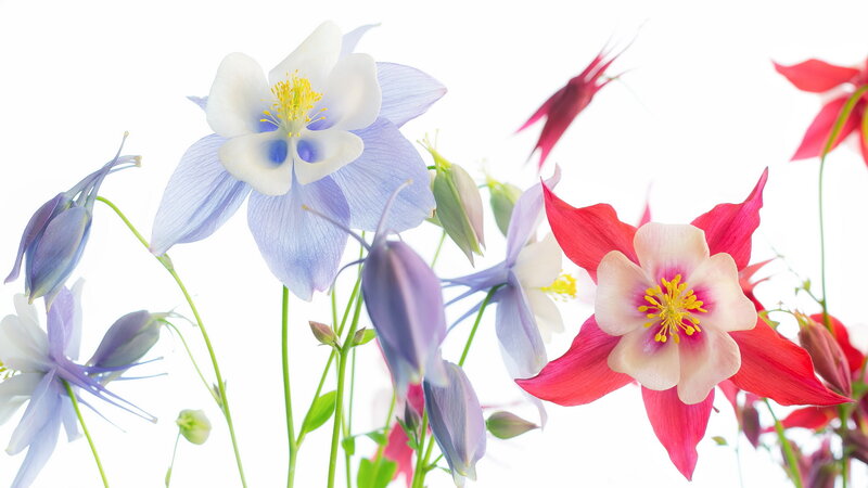 Colorful Columbine Flowers — Blue
