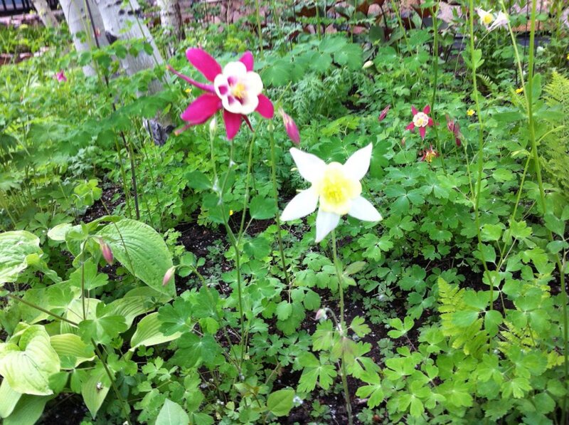 Colorful Columbine Flowers — Green