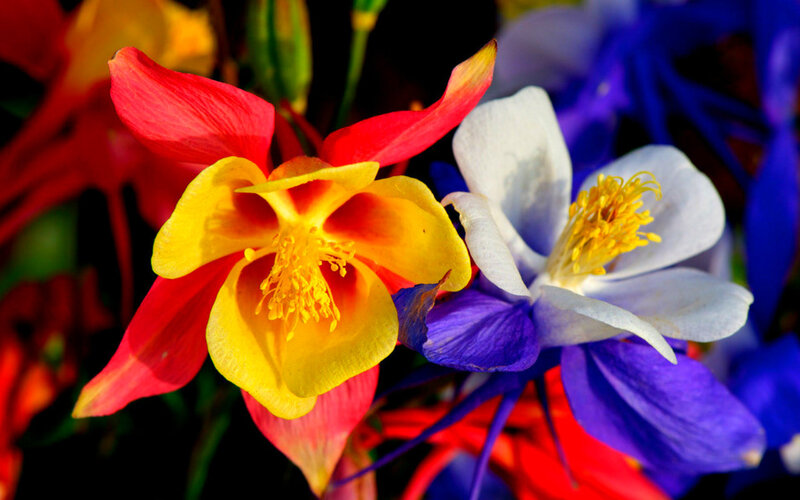 Colorful Columbine Flowers — Red