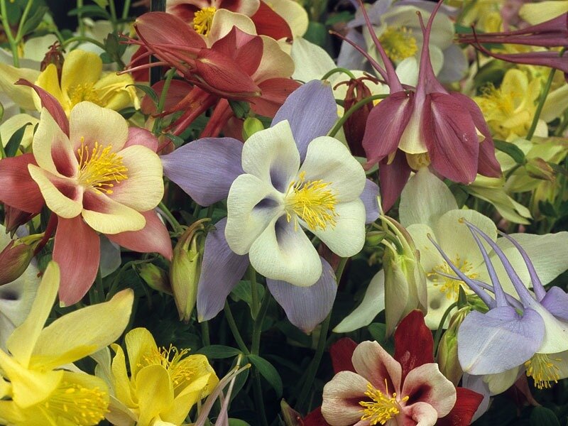 Colorful Columbine Flowers — Yellow
