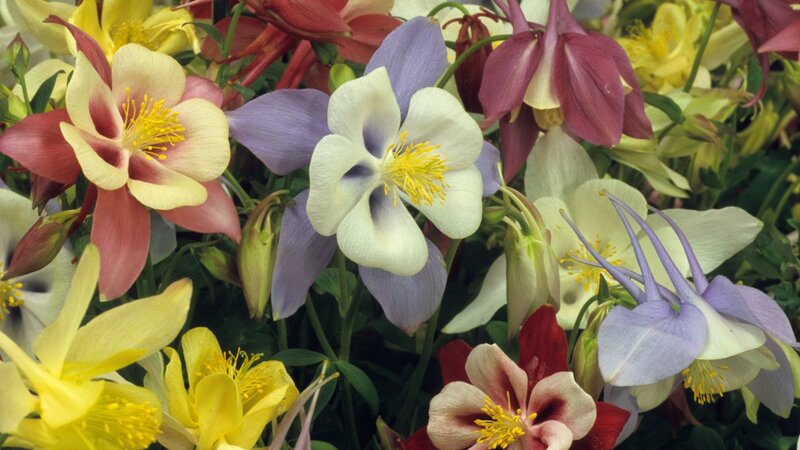 Colorful Columbine Flowers — Yellow, Vibrant