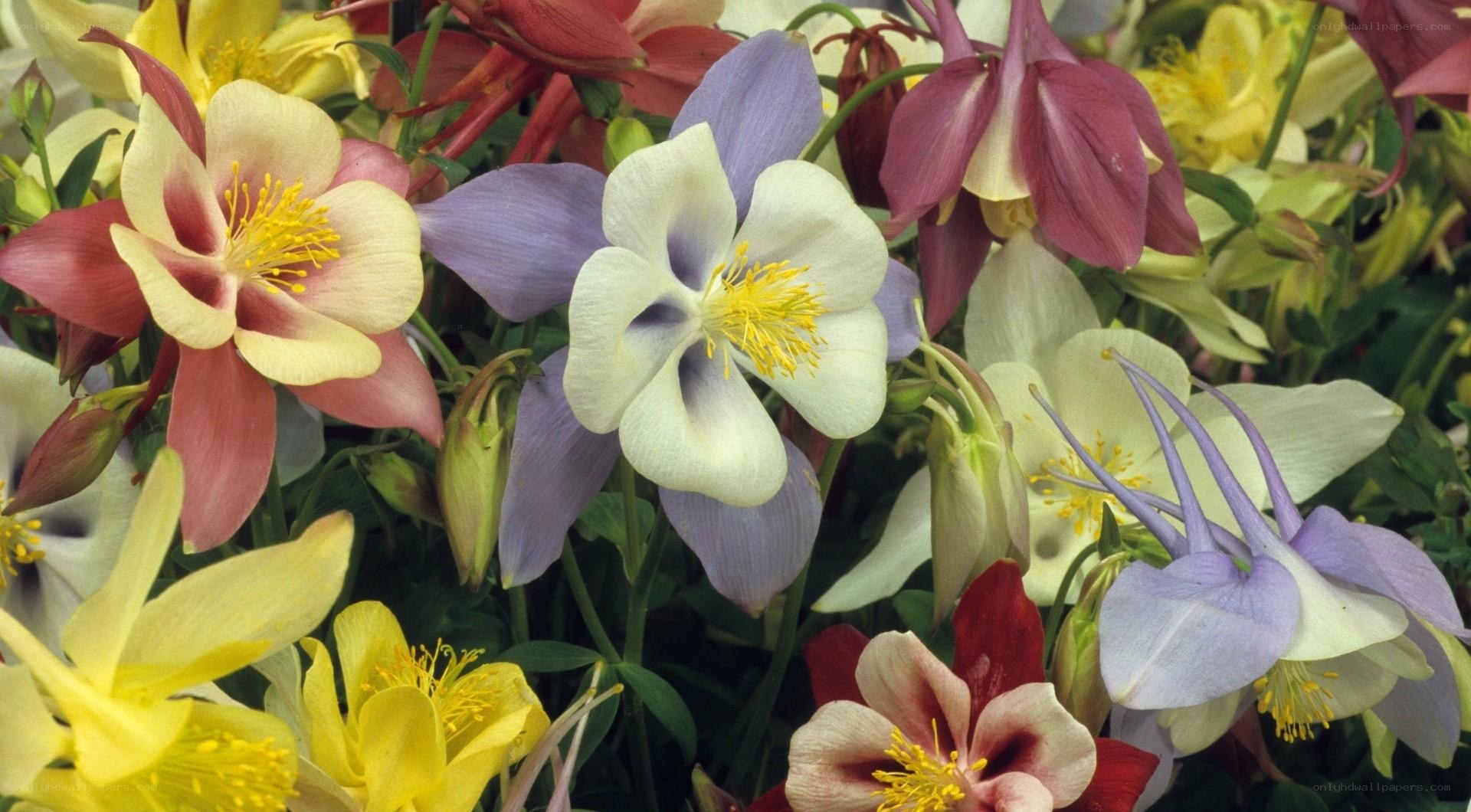 Colorful columbine flowers