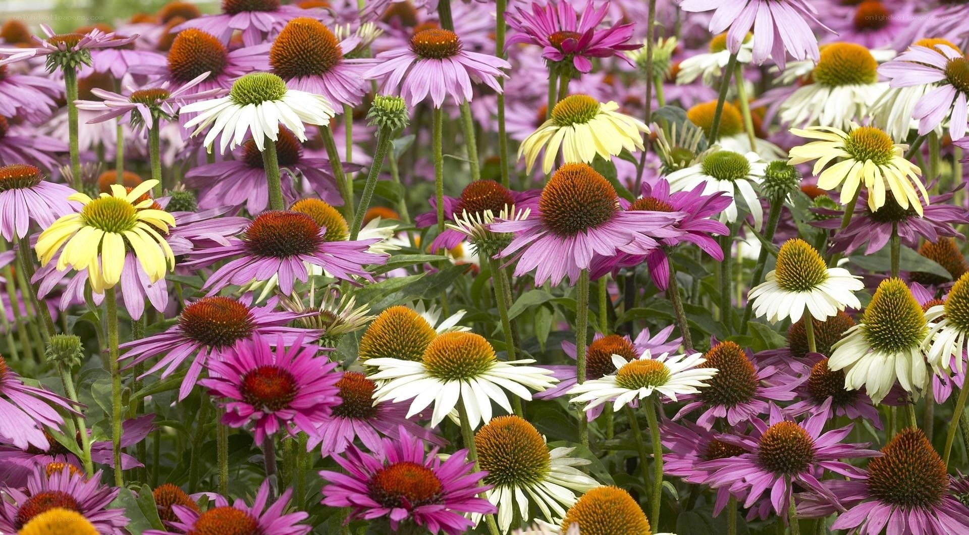 Colorful coneflower garden