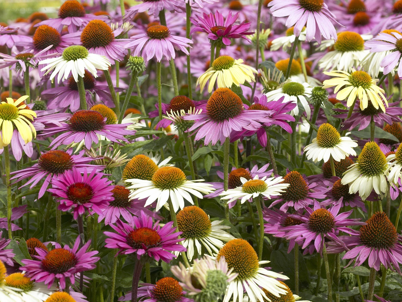 Colorful coneflower garden