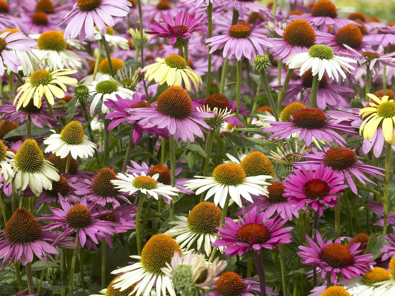 Colorful coneflower garden