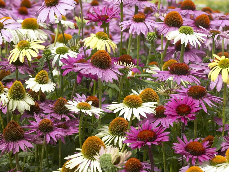 Colorful Coneflower Garden — Purple