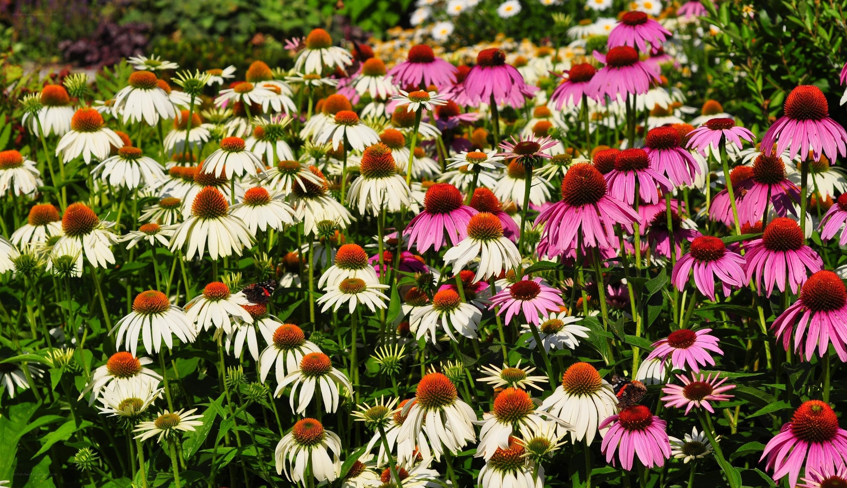 Colorful coneflower garden