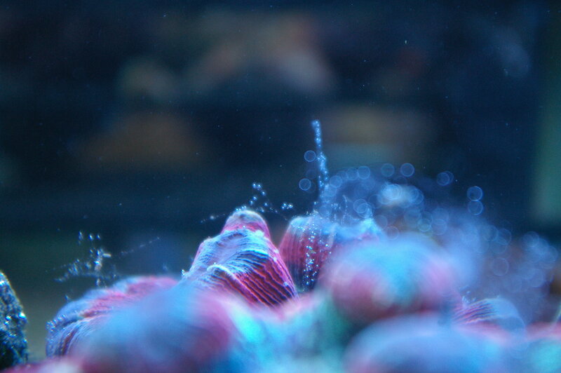 Colorful coral in underwater scene
