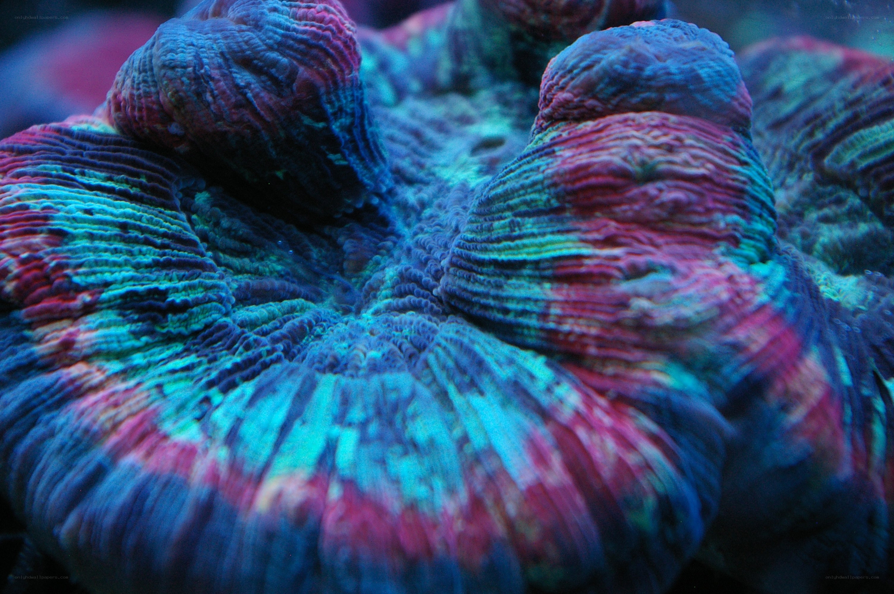 Colorful coral polyp close-up