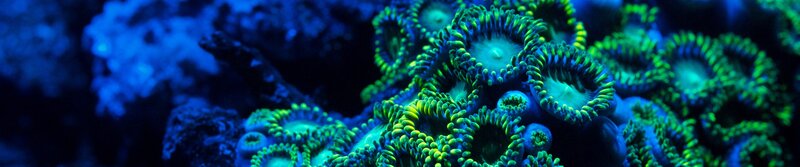 Colorful coral polyps underwater