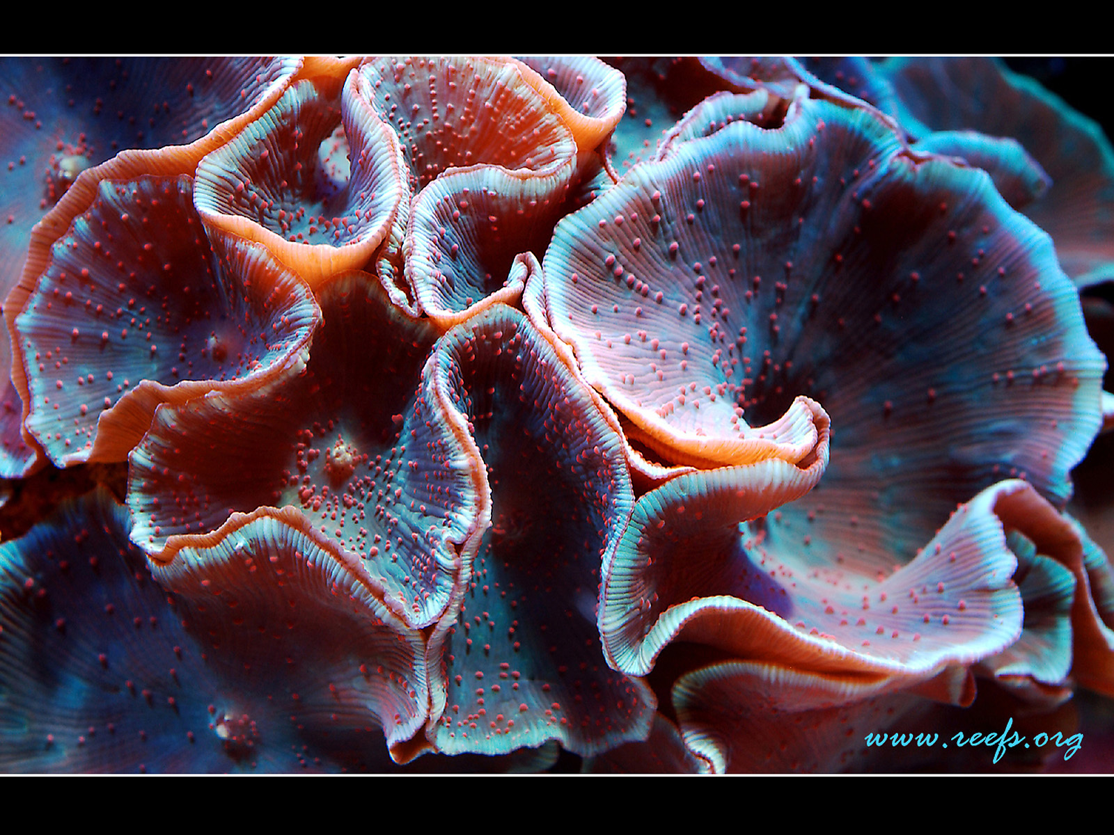 Colorful coral polyps
