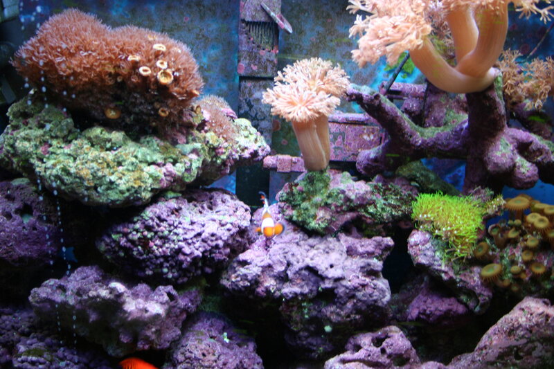 Colorful coral reef aquarium
