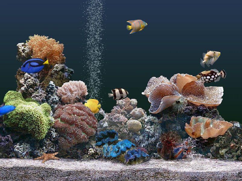 Colorful coral reef aquarium