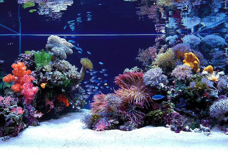 colorful coral reef aquarium