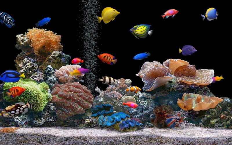 colorful coral reef aquarium