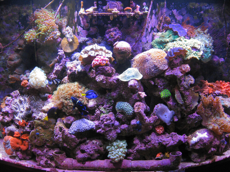 Colorful coral reef aquarium