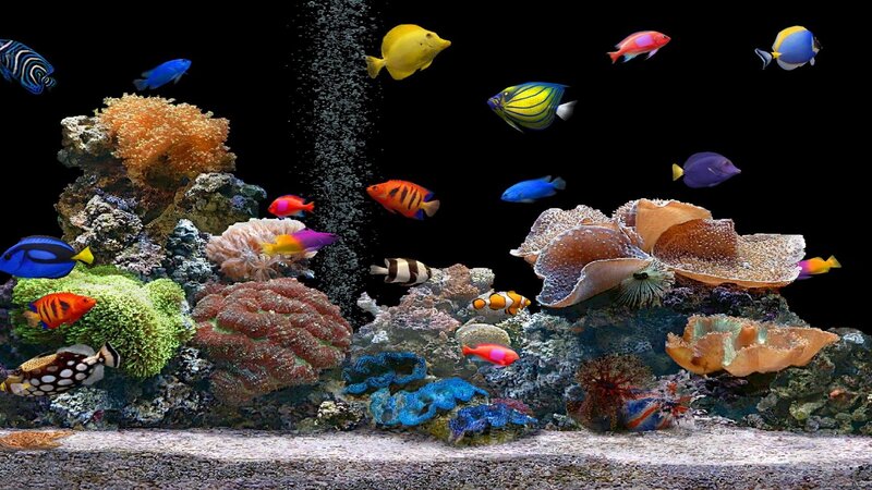 Colorful coral reef aquarium