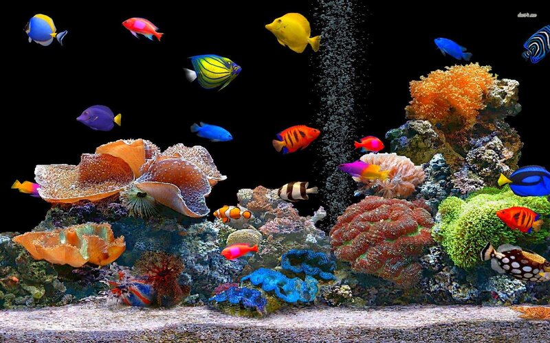 Colorful coral reef aquarium