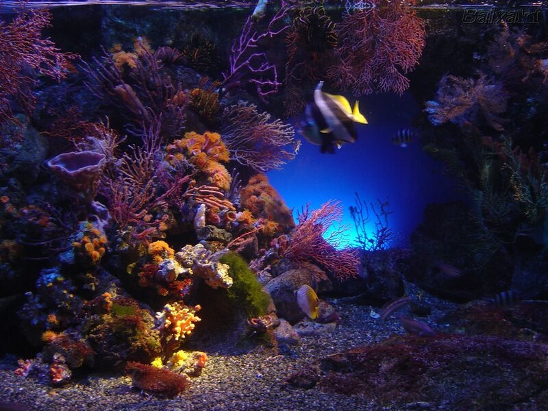 Colorful coral reef aquarium