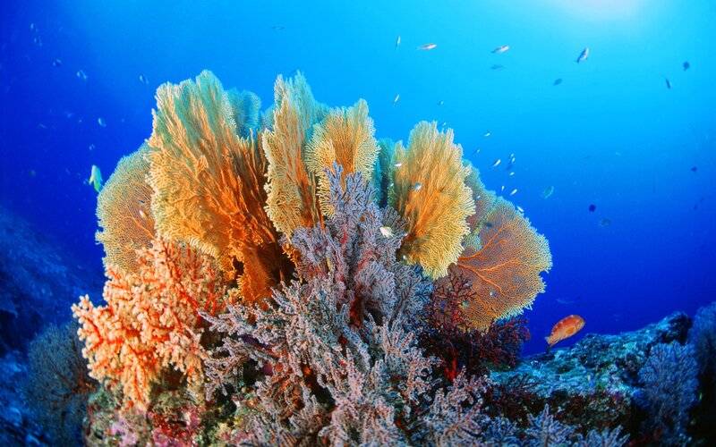 Colorful Coral Reef — Blue, Serene, Afternoon