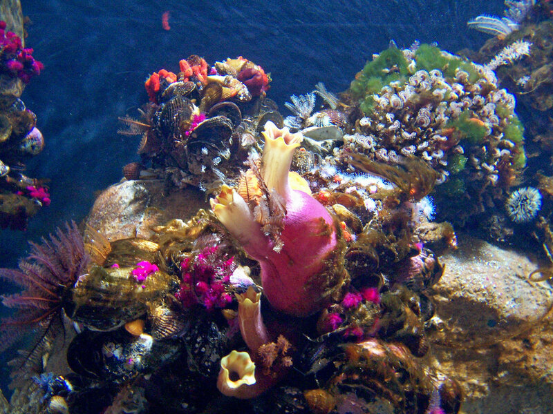 Colorful Coral Reef — Blue
