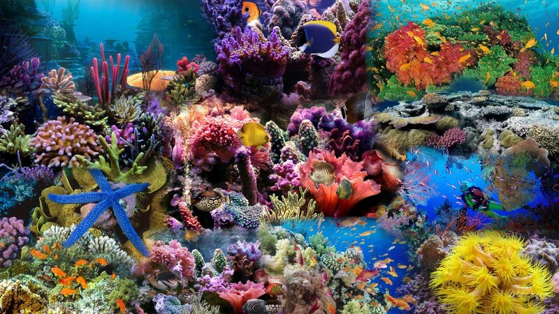 Colorful Coral Reef — Blue, Vibrant, Digital Art, Fish, Starfish, Diver, Purple