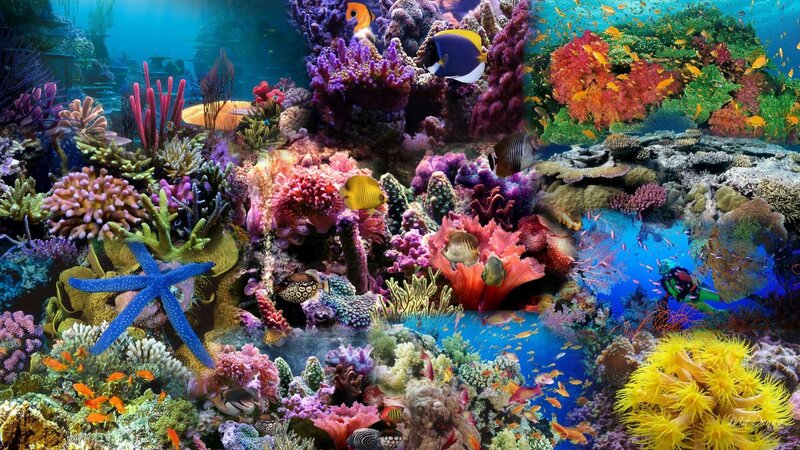 Colorful Coral Reef — Blue, Vibrant, Digital Art, Fish