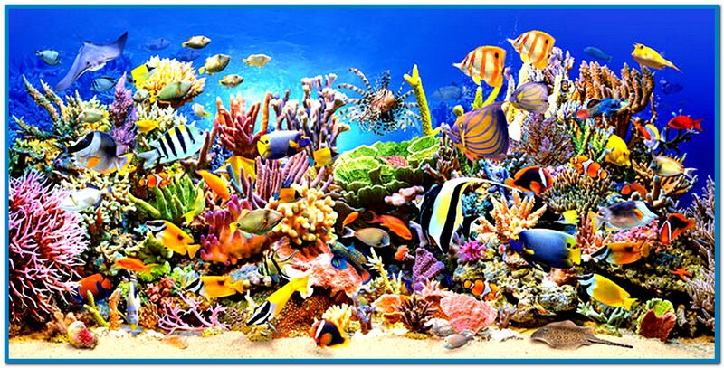 Colorful Coral Reef — Blue, Vibrant, Photograph, Fish, Sand