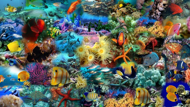 Colorful Coral Reef — Blue, Vibrant, Photograph, Fish, Starfish