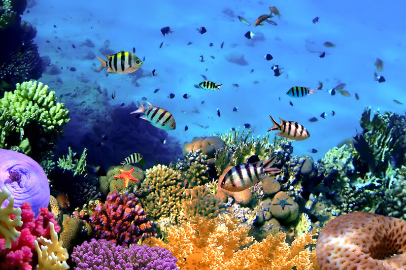 Colorful Coral Reef — Blue, Vibrant, Photograph, Fish, Starfish, Underwater