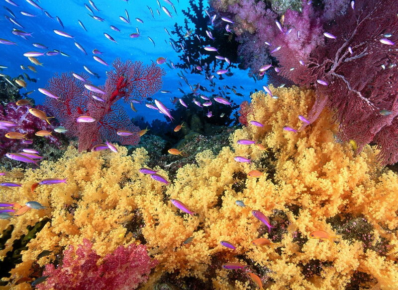 Colorful Coral Reef — Blue, Vibrant, Photograph
