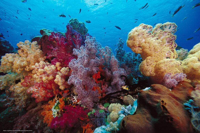 Colorful Coral Reef — Blue, Vibrant