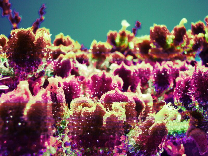 Colorful coral reef close-up