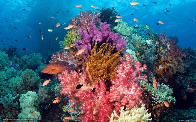 Colorful coral reef ecosystem