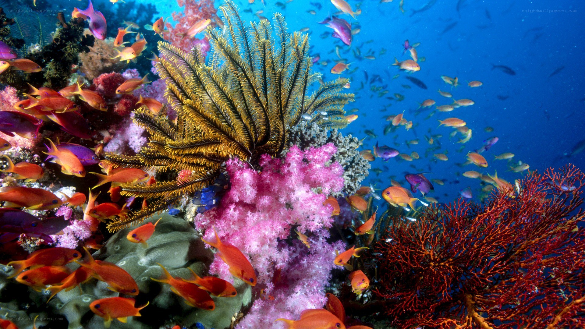 Colorful coral reef ecosystem