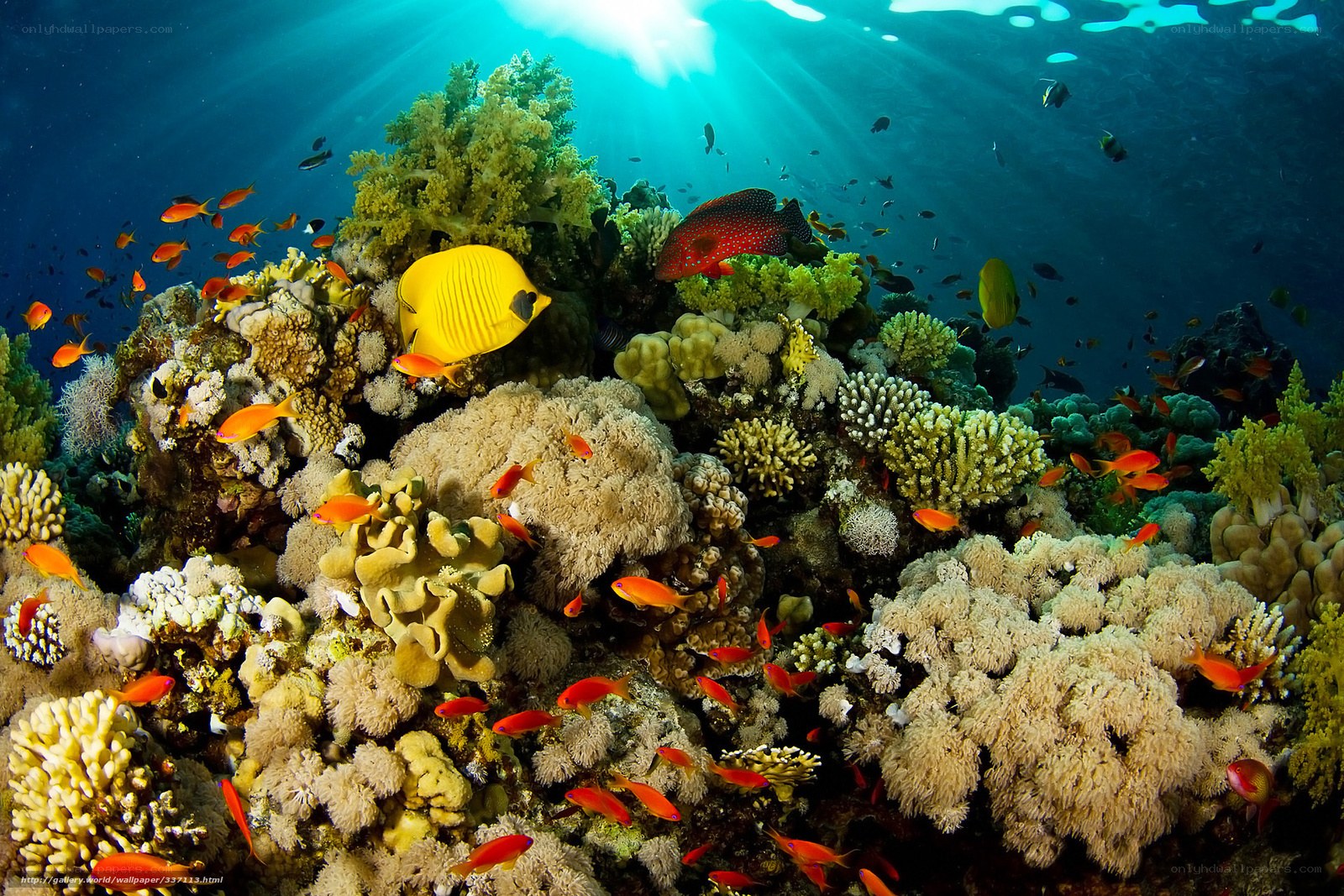 Colorful coral reef ecosystem