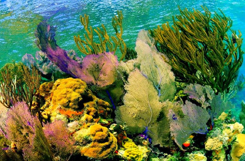 Colorful Coral Reef — Green