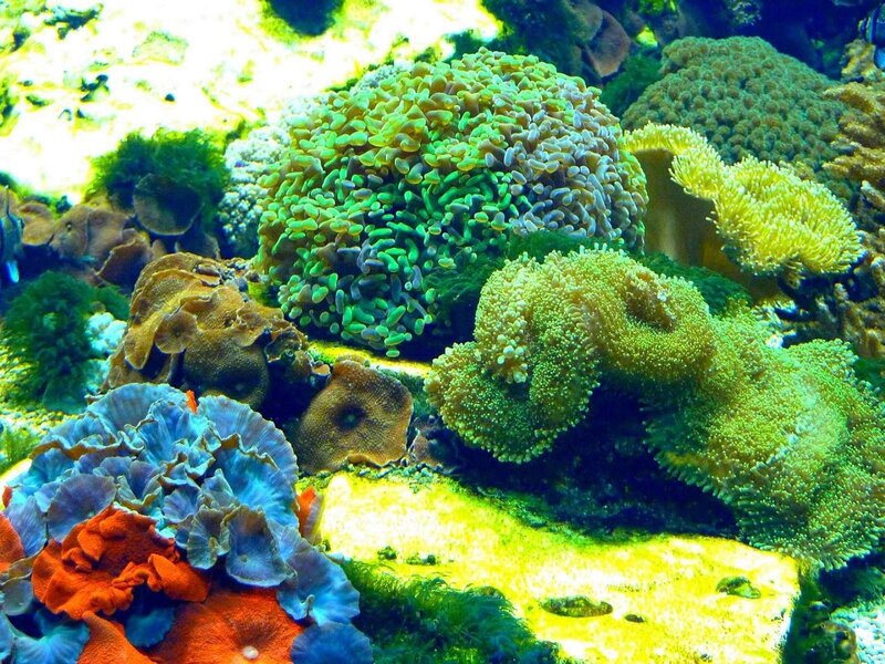 Colorful Coral Reef — Green, Vibrant
