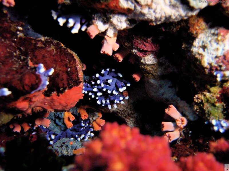 Colorful coral reef life