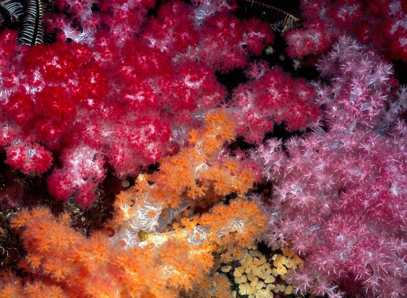 Colorful coral reef life