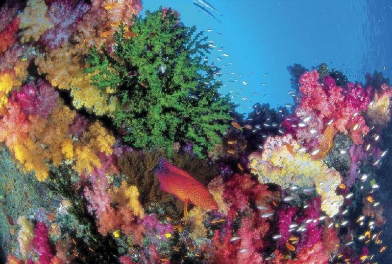 Colorful Coral Reef — Red