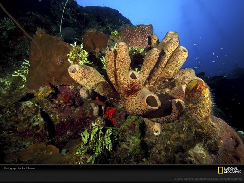 Colorful coral reef scene