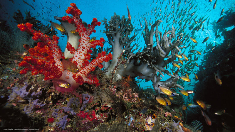 Colorful coral reef scene