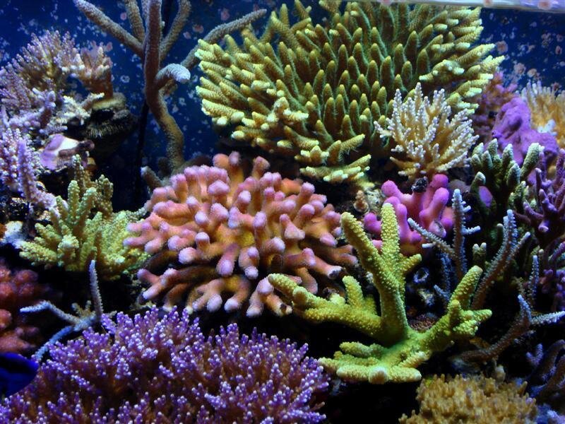 Colorful coral reef scene