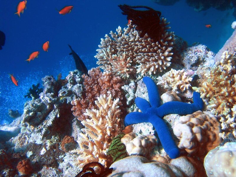Colorful coral reef scene