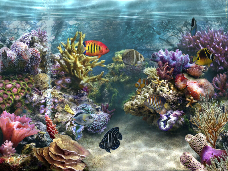 Colorful coral reef scene