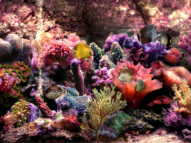 Colorful coral reef scene